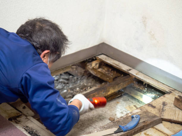 Best Basement Mold Remediation in Lesslie, SC