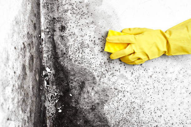Best White Mold Remediation in Lesslie, SC