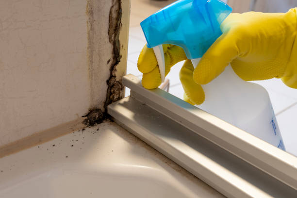 Best Preventive Mold Services in Lesslie, SC