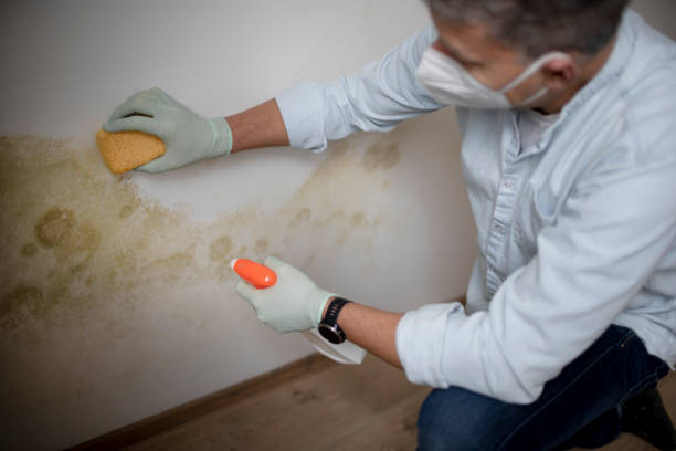 Best Residential Mold Remediation in Lesslie, SC