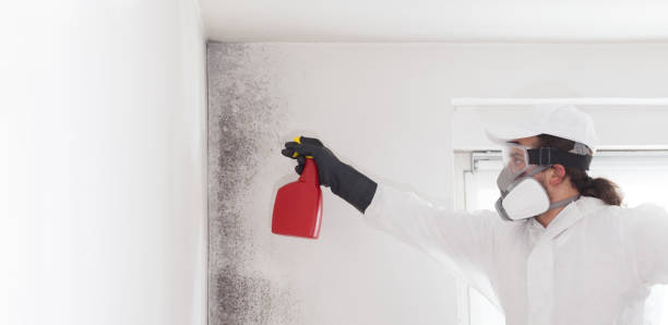 Best Emergency Mold Remediation in Lesslie, SC