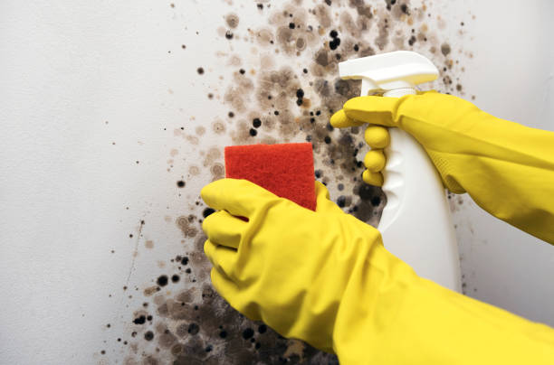 Best Localized Mold Remediation (e.g., coastal areas, humid climates) in Lesslie, SC