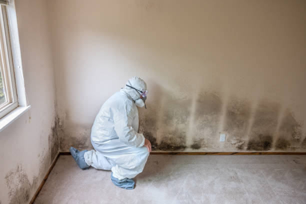 Best Crawl Space Mold Remediation in Lesslie, SC
