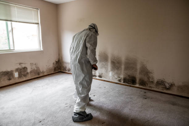 Best Residential Mold Remediation in Lesslie, SC