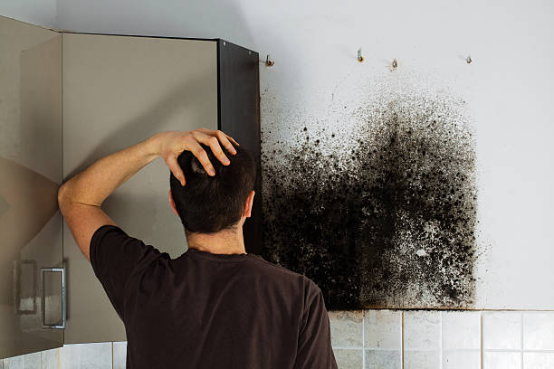 Best Attic Mold Remediation in Lesslie, SC