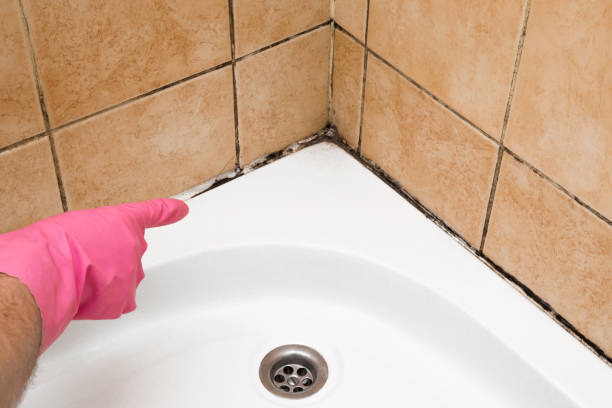 Reliable Lesslie, SC Mold Remediation Solutions